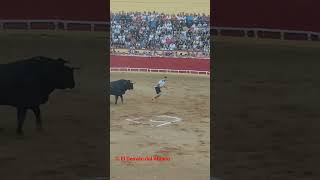 Toro cerril Lodosa 02, 24 sep 2023