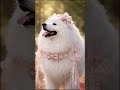 Princess Fluffy Dog 👑🐶💖 | Cutest Dog Ever #dog #cute #cuteanimals #animals #wildlife #shorts #ai