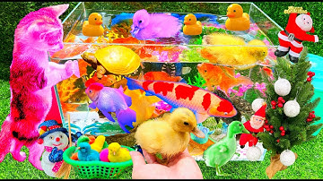 Vịt Cầu Vồng 🌈 Bắt Các Con Vật Dễ Thương, Con Mèo, Chim, Cá Trê, Con Cá, Con Vịt, Cua, Rùa, Chuột