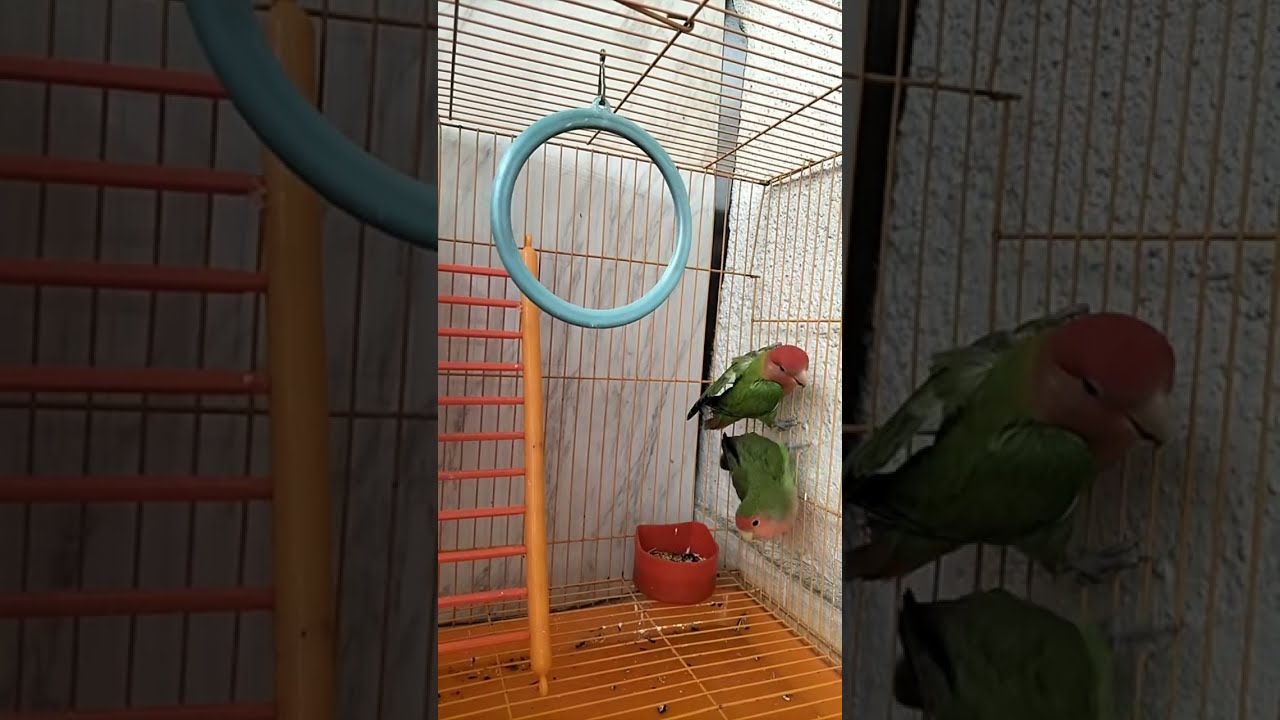 African Love Birds🐥 is live!