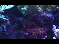 【海水魚水槽】れさch marine aquarium Live vol.49 2020.1.29【reef tank】