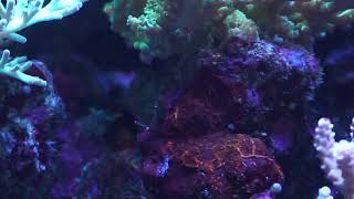 【海水魚水槽】れさch marine aquarium Live vol.49 2020.1.29【reef tank】