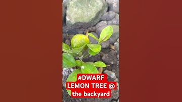 DWARF LEMON TREE @ the backyard #shorts #shortsvideo #asmrvideo #asmrsounds #asmr