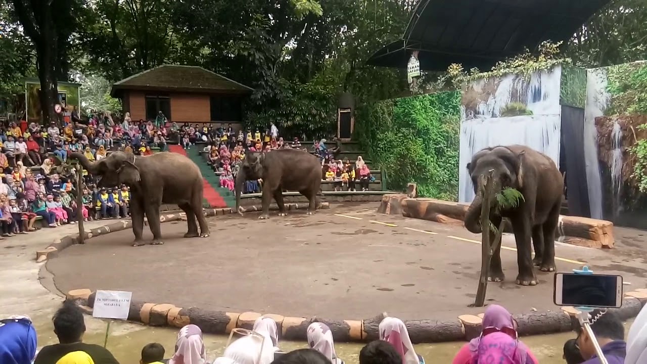 taman safari bali gajah