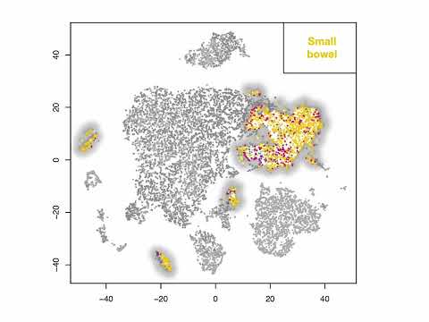 Types of immune cells in the gut vary by location