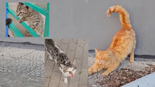 Cute and Friendly Stray Cats