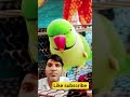 parrot | talkingparot | nonstoptalkingparrot | birds | funny | parrotlover | pets | mittu |cute |