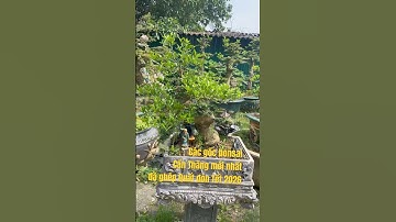 9 mẫu bonsai cần thăng đã ghép quất mới nhất - độc đáo siêu phẩm quất thăng tiến của Thủ Đô Hà Nội