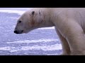 Churchill, Canada: Where Polar Bears Stalk Humans