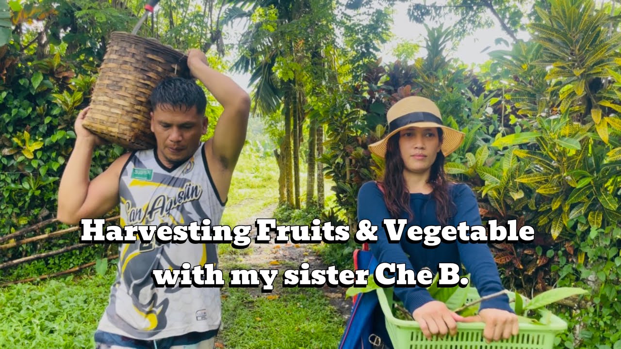 Harvesting Fruits and Vegetables with my sister Che B. | Province Life