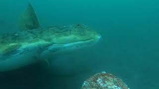 BIGGEST ALASKA HALIBUT EVER CAUGHT ON UNDERWATER CAMERA!