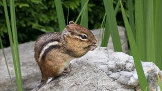 What's Your Toughts On This Animal? #4