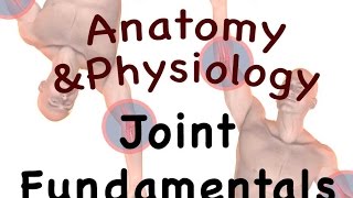 Joints and Articulations : Joint Fundamentals (08:05)