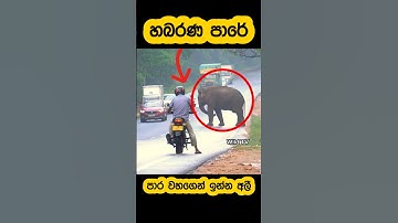 Wild elephant block and attack🫣#shortvideo #shorts #elephant #attack #viral #tiktok #youtube #1m