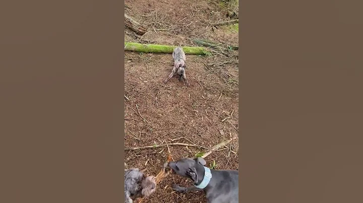 EXCITED WHIPPET 😊 #shorts #whippet