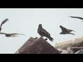 A thousand kites (Milvus migrans lineatus) at a dump