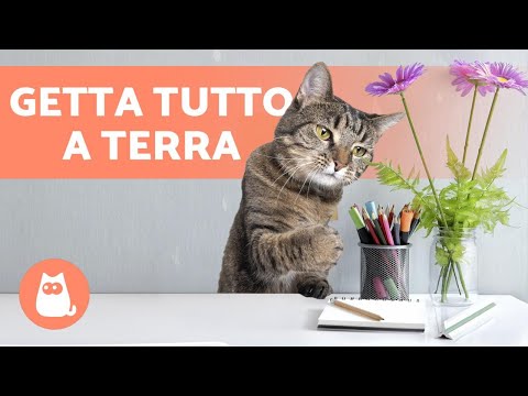 Video: Perché I Gatti Fanno Cadere Le Cose? - Perché I Gatti Buttano Giù Le Cose Dai Tavoli?