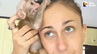 Baby Monkey Won't Let Go Of His Rescuer | The Dodo