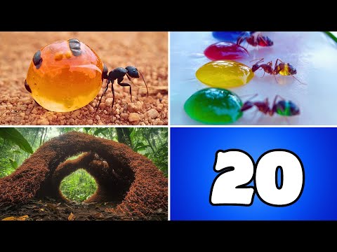 20 COISAS QUE VOCÊ NÃO SABIA SOBRE FORMIGAS!