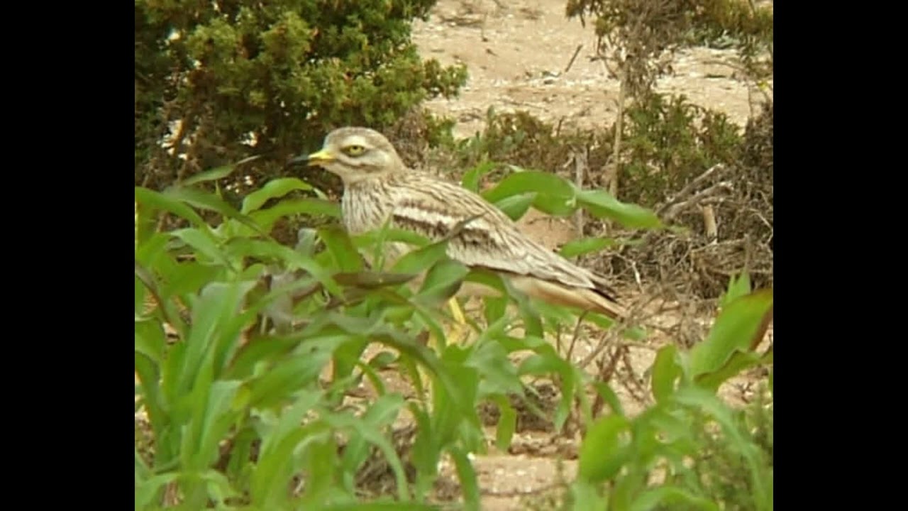Stone Curlew Sound