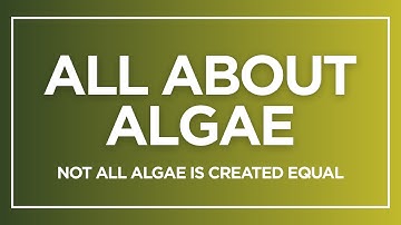 All About Algae: Not All Algae Is Created Equal