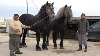 Caii lui Ionut de la Sacadat, Bihor - Cu Nea Costel si Stelica in vizita - 2024 Nou!!!