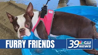 Pets Rock! Fest coming to town for West Tennessee's dogs, cats