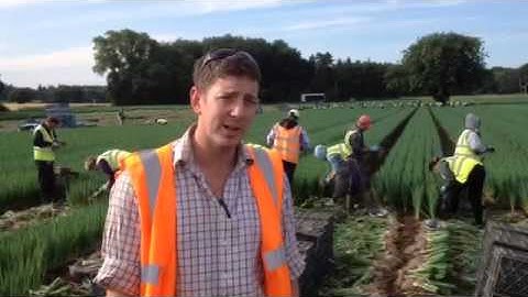 #Farm24: Will Woodhall, spring onion harvest