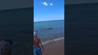 Дельфины прям у берега бугазской косы. Веселовка июль 2023