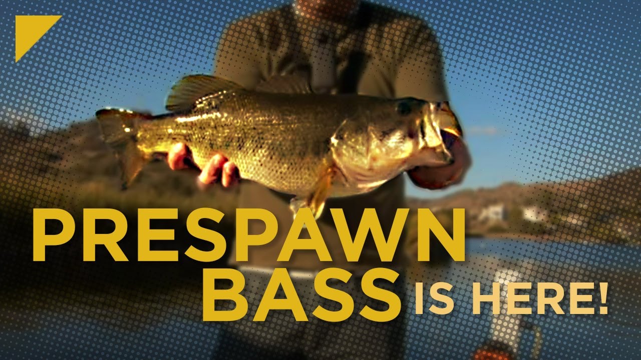 Pre-Spawn Bass in Full Effect in Lake Sherwood - Big Females Coming Out of the Woodwork