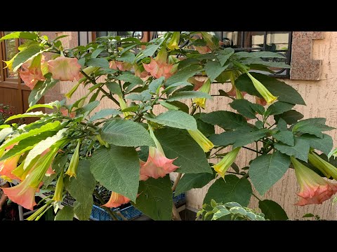 Video: Brugmansia жер семирткичтери жөнүндө маалымат - Brugmansia өсүмдүктөрүн кантип жана качан азыктандыруу керек