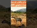 مدام والقلب قدحبك صرت محبوبي الغالي   دارك اكسبلور اغاني شيلات شعر وقصائد شعر 4