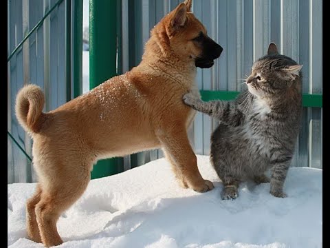 😺 Стоять! Собак не приглашали! 🐕 Смешное видео с собаками, кошками и котятами! 😸