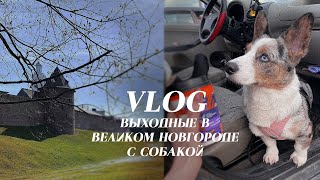 🔷 Выходные в Великом Новгороде🏠🚩 | 5ч с собакой на машине🚗 | Первая семейная поездка