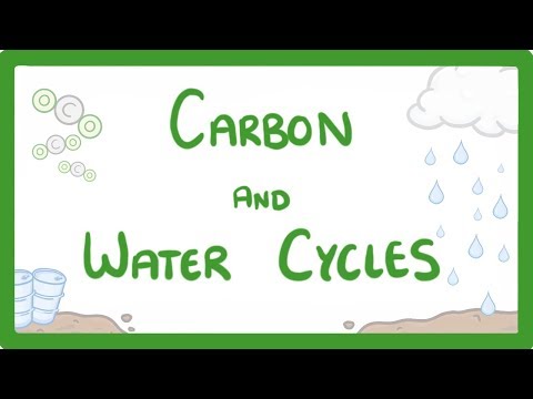Wideo: Jakie jest biologiczne znaczenie obiegu węgla?