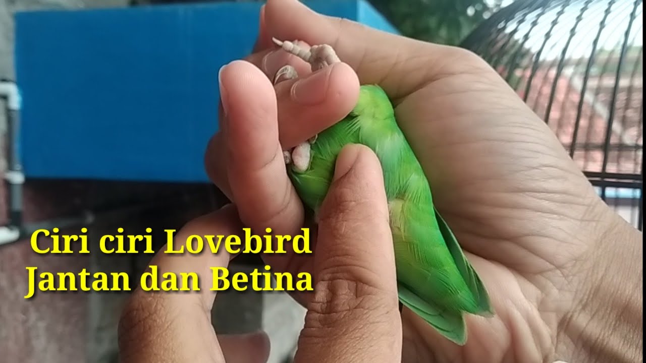 Ciri ciri lovebird jantan dan betina dengan mudah 