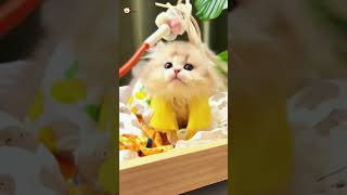 Cute Kittens❤️【99】#Shorts #Cutecat520 #Cat #Kittens #Pets