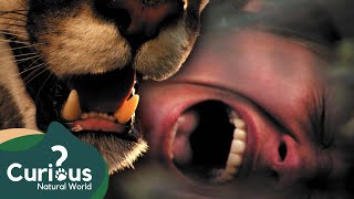 Surviving The World's DEADLIEST Predators | Human Prey | Mega Marathon | Curious?: Natural World