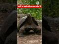 🐢 "ये कछुआ दो शताब्दियों से ज़िंदा है!" 😱 #shortsfeed #unbelievablefacts #turtle #amazinganimals