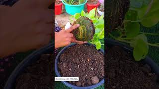 Repotting My Money Plant for Bushier Growth! #shorts #gardening #moneyplant
