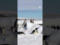 दुनिया की सबसे ठंडी जगह पर रहने वाले पेंगुइन [Scientists track emperor penguins from space]