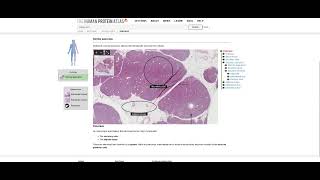 G.I. Tract II: Pancreas Histology