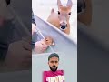 سبحان من أودع في قلب هذه الغزالة غريزة الخوف على صغيرها وجعل الإنسان سببا في نجاتهما  اكسبلور