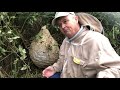 Asian Hornet Nest Removal