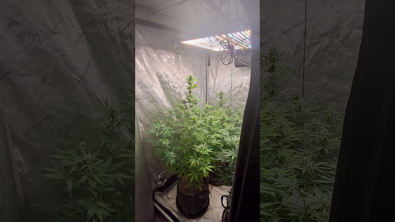 GRAPE APE AND NORTHERN LIGHTS GROW 🍇 ✨️