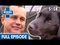 Prison Inmates Training Puppies 🗝 | Bondi Vet Season 1 Ep8 | Bondi Vet Full Episodes | Bondi Vet