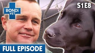 Prison Inmates Training Puppies  | Bondi Vet Season 1 Ep8 | Bondi Vet Full Episodes | Bondi Vet