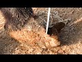 The Largest Hoof I Have Ever Had To Trim. Horse Restoration Front Hooves. #horse #donkey #hoof #asmr