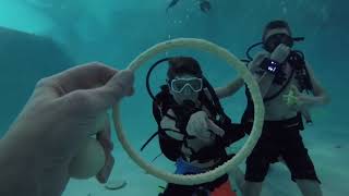 Scuba Discovery with scouts at Dive Addicts - Oct 2019