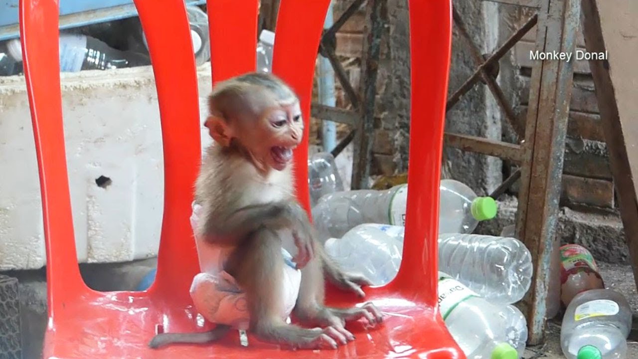 Monkey Baby Donal Sit On Chair Cry Loudly When Waiting Mom Clean Battle Milk